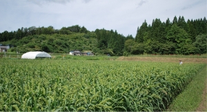 雑穀は水はけが大切です