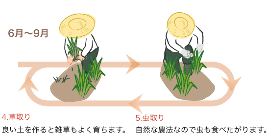 6月〜9月　4.草取り-良い土を作ると雑草もよく育ちます。　5.虫取り-自然な農法なので虫も食べたがります。